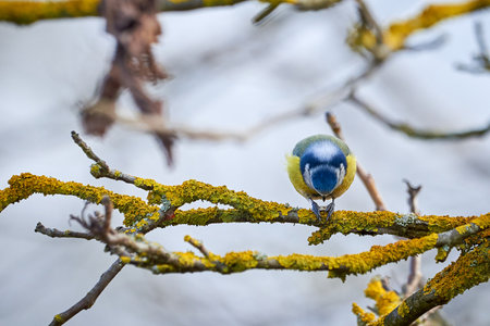Eurasian blue tit bird ( Cyanistes caeruleus ) sitting on a branch and eating seedsの写真素材