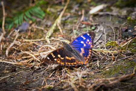 Lesser purple emperor butterfly (Apatura ilia)の写真素材