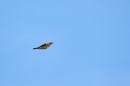 Fieldfare in flight (Turdus pilaris), Bird in flightの写真素材