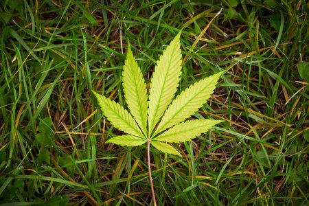 Yellow Cannabis leaf on the grass, plant close-up, marijuanaの写真素材