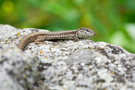 Common wall lizard sunbathing (Podarcis Muralis)