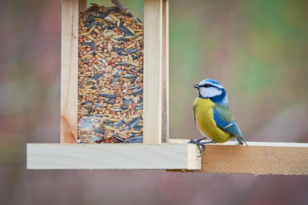 Eurasian blue tit bird ( Cyanistes caeruleus ) eating seeds from a bird feederの写真素材
