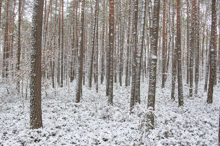 Beautiful forest covered with snow