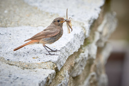 Black redstart female bird with insect in her beak (Phoenicurus ochruros)