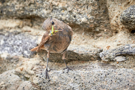 Black redstart female bird with insect in her beak (Phoenicurus ochruros)の写真素材