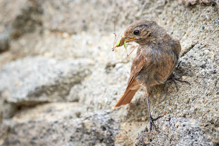 Black redstart female bird with insect in her beak (Phoenicurus ochruros)