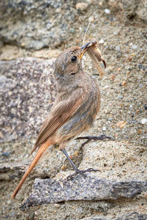 Black redstart female bird with insect in her beak (Phoenicurus ochruros)