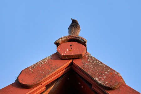 Black redstart male bird sitting on a roof (Phoenicurus ochruros)の写真素材