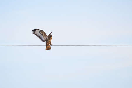 Common Buzzard sitting on a wire ( Buteo Buteo )の写真素材