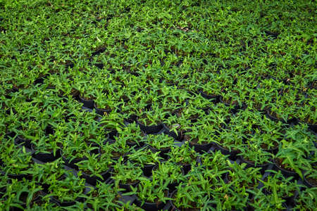 Common ivy leaves ,Hedera helix