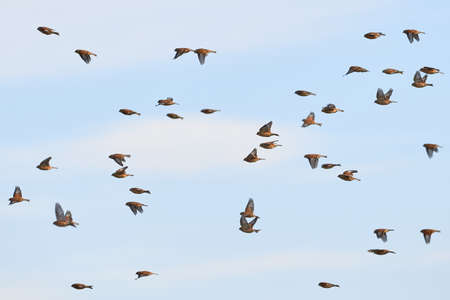 Flock of Common linnets (Linaria cannabina) Birds in flightの写真素材