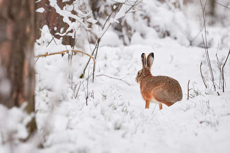 European Hare in the snowy forest (Lepus europaeus).の写真素材