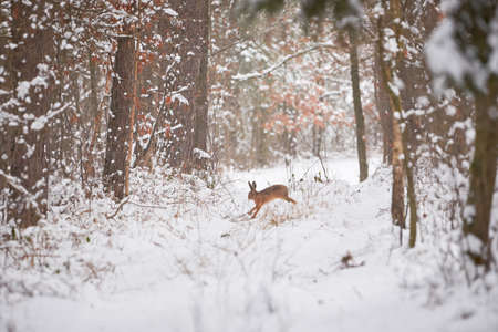 European Hare in the snowy forest (Lepus europaeus).