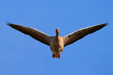 Greylag Goose in flight (Anser anser)の写真素材