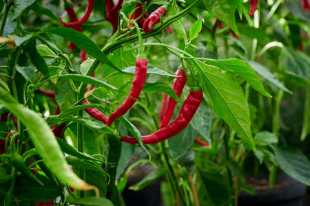 Chili pepper, hot pepper plantの写真素材