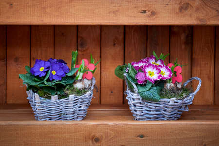 Blue and pink primrose flowers in a basket .(Primula vulgaris)の写真素材