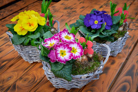 Colourful primrose flowers in a basket on a burnt wood table .(Primula vulgaris)の写真素材
