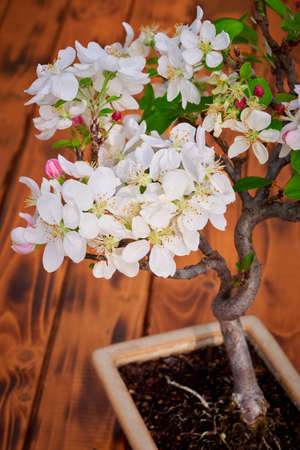 Apple Tree Bonsai Blossom (Malus)の写真素材