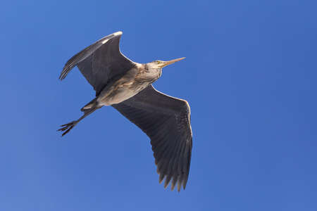 Grey Heron in flight ( Ardea Cinerea ) Blue skyの写真素材