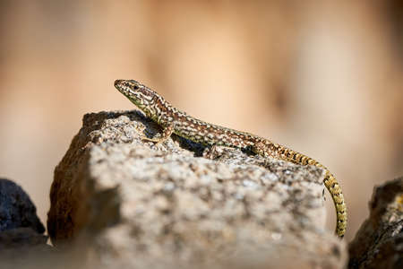 Common wall lizard sunbathing on a rock in the morning (Podarcis Muralis)の写真素材