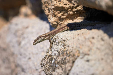 Common wall lizard sunbathing on a rock in the morning (Podarcis Muralis)の写真素材