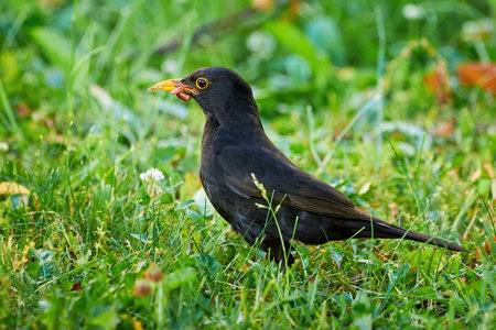 Common blackbird with worms in his beak (Turdus merula). Bird feedingの写真素材