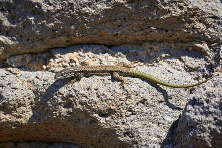 Common wall lizard sunbathing on a rock in the morning (Podarcis Muralis)の写真素材