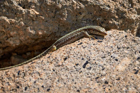 Common wall lizard sunbathing on a rock in the morning (Podarcis Muralis)