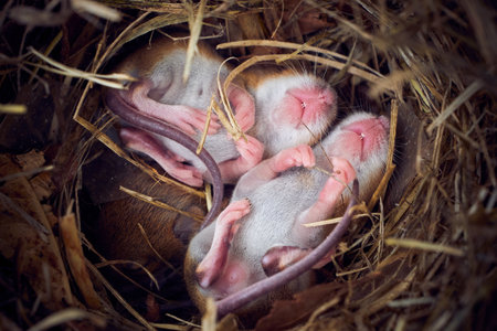 Baby mice sleeping in nest in funny position (Mus musculus)の写真素材