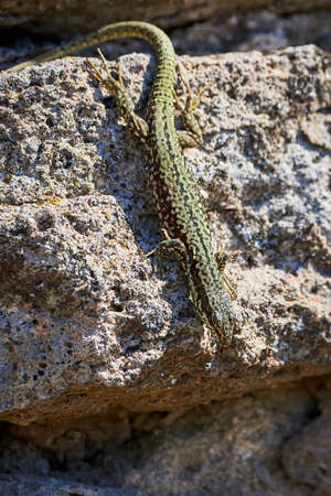 Common wall lizard sunbathing on a rock in the morning (Podarcis Muralis)