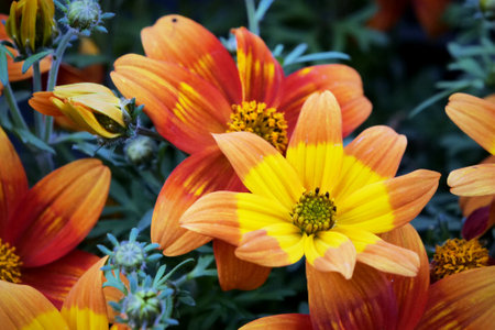 Bidens ferulifolia plant with beautiful flowers (Goldmarie). Daisy familyの写真素材