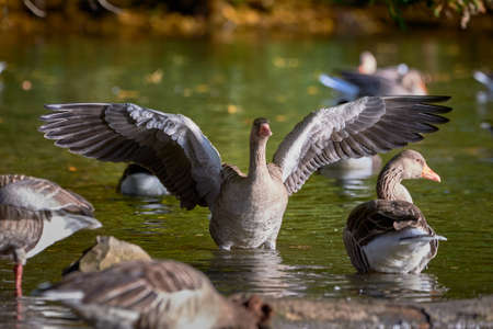 Greylag Goose flapping wings (Anser anser)