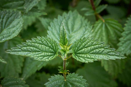 Common Nettle macro close-up (Urtica dioica)の写真素材
