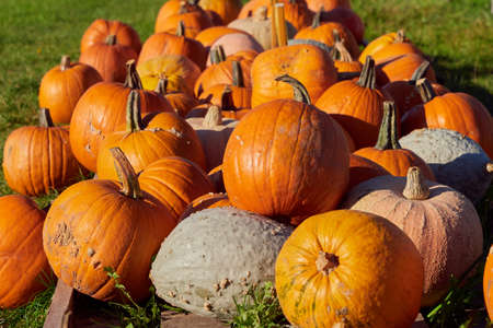 Bunch of Pumpkins for sale near the road (Cucurbita maxima)