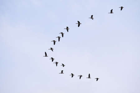 Flock of migrating greylag geese flying ( Anser anser )の写真素材