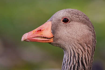 Greylag Goose head close-up (Anser anser)の写真素材