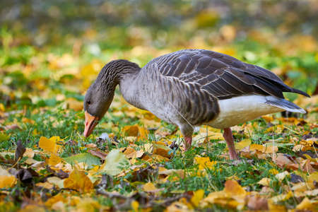 Greylag Goose on field in autumn (Anser anser)の写真素材