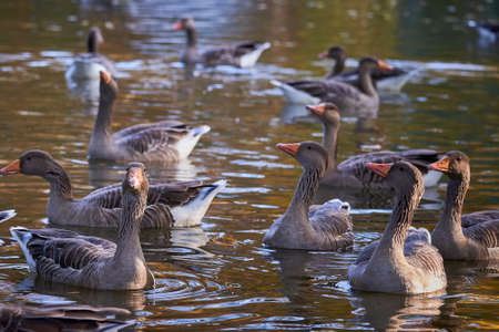 Greylag Geese in a pond in Central Park, Furth, Germany, during autumn seasonの写真素材