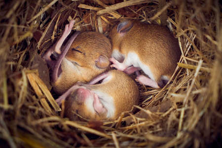 Baby mice sleeping in nest in funny position (Mus musculus)の写真素材