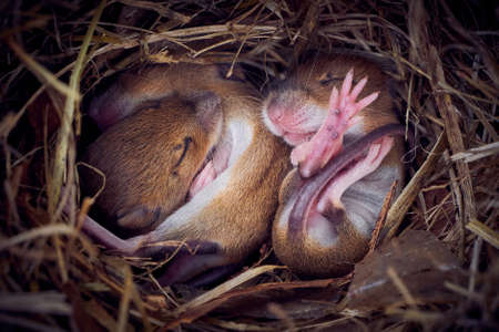 Baby mice sleeping in nest in funny position (Mus musculus)の写真素材