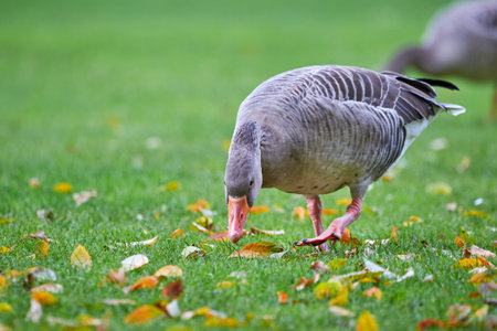 Greylag Goose on field in autumn with fall leaves on the grass (Anser anser)の写真素材
