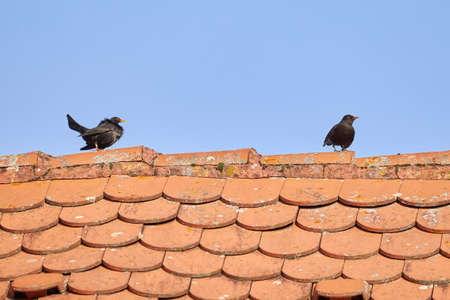 Common blackbirds male and female on a roof (Turdus merula). Birds