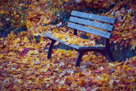 Park bench covered with leaves in Furth Germany during autumn season.の写真素材