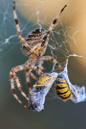European garden spider with wasps in the web (Araneus diadematus). Female spider and her prey