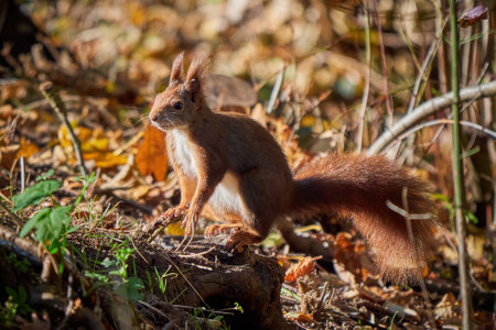 Eurasian red squirrel in the forest (Sciurus vulgaris)の写真素材