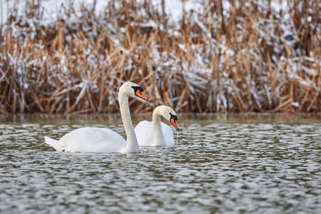 Two Mute swans in the winter season (Cygnus olor)の写真素材