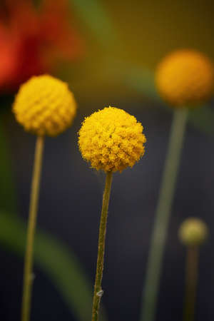 Craspedia Globosa 'Golf Beauty' (Billy Buttons) flowers
