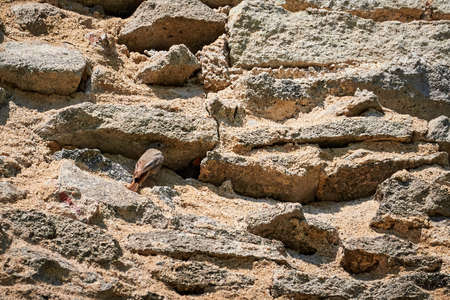 Black redstart female bird with chicks near the nest (Phoenicurus ochruros)の写真素材