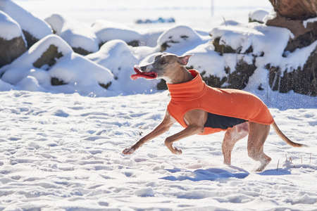 Whippet dog running in the snow with a disc in his mouth. English Whippet or Snap dogの写真素材