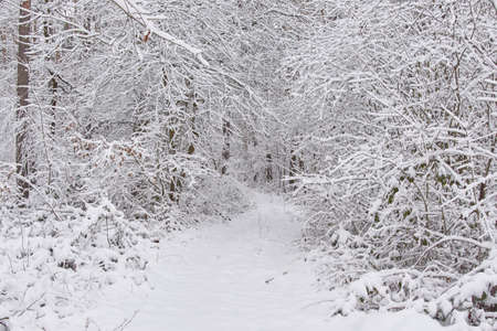 Beautiful forest covered with snow. Path in the snowy forestの写真素材